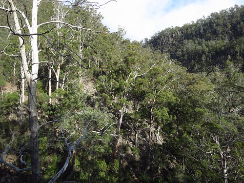 tree forest valley scree tasmania slope screeslope snugtiers snugtiersrecreationarea pelveratafallstrack