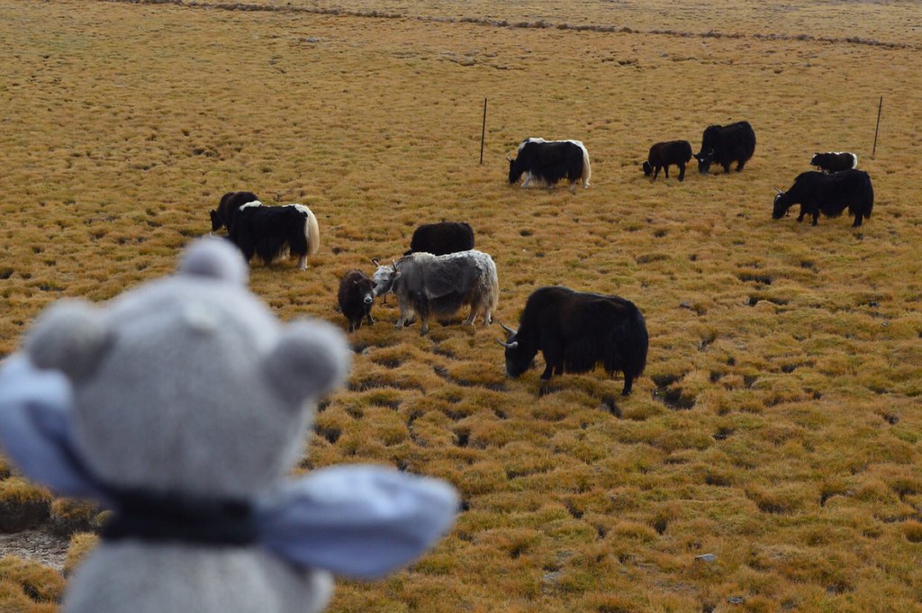 Ringo viewing yaks in the fields