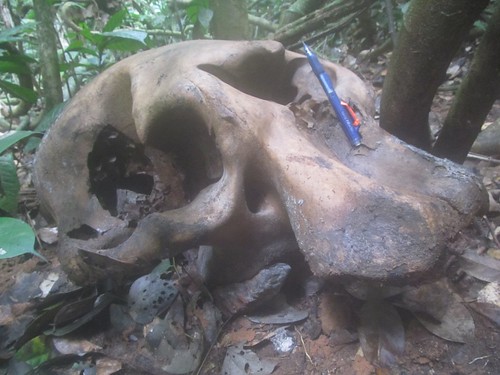 elephant skull in lomami park
