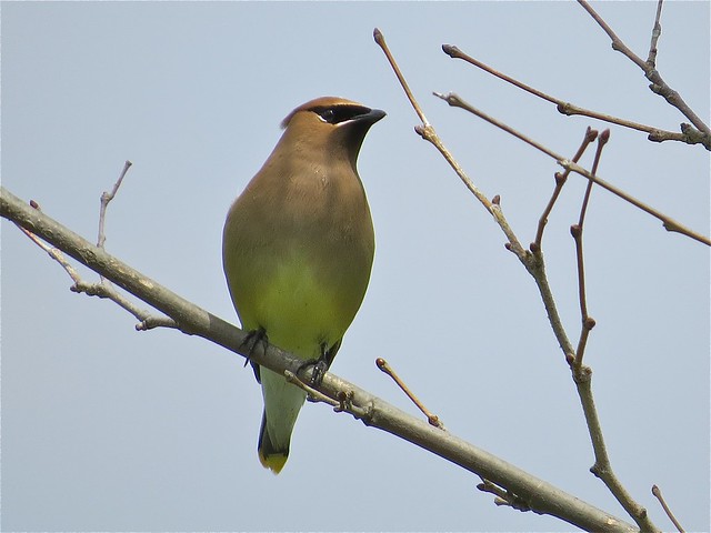 Cedar Waxwing at the Grove Park in McLean County, IL 01