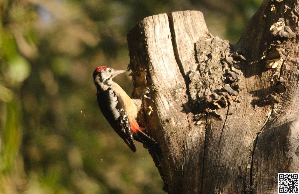 Himalayan Woodpecker [Pico del Himalaya]