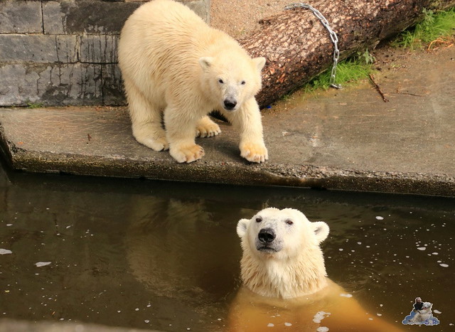 Eisbär Fiete imm Zoo Rostock 15.08.2015 Teil 2  294
