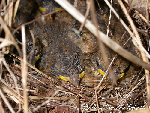 canada bird nid nest wildlife birding newbrunswick ornithology birdwatching oiseau drummond faune ovenbird ornithologie parulinecouronnée