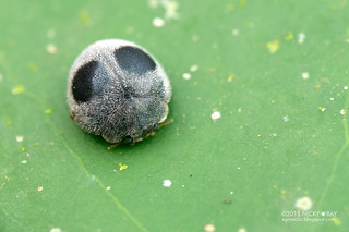 Ladybird beetle (Azya sp.) - DSC_9960