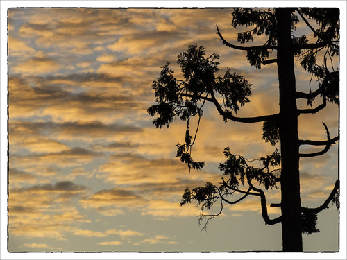 california sunset sky color tree view yosemite karith