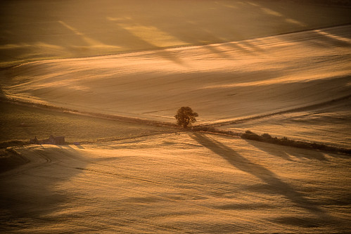 tree canon landscape scotland sigma fields goldenhour goldenlight lightandshade 120300 perthkinross platinumheartaward grantmorris grantmorrisphotography