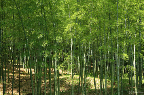 Ouma Bamboo Grove