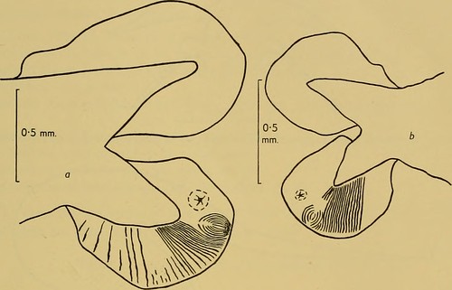 Image from page 220 of "Discovery reports" (1962)