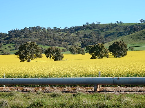 trees rural peaceful hills crop serene agriculture pipeline rolling canola washpool ilobsterit