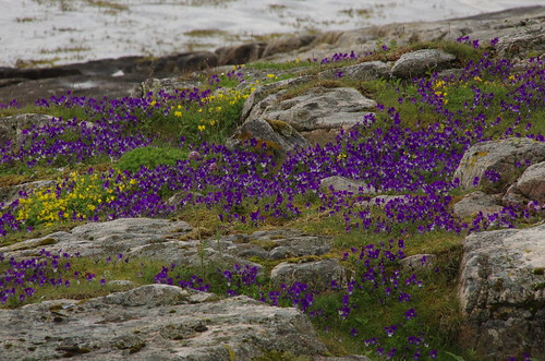 flowers norway norge wildflowers blomster fishingvillage nordland støtt fiskevær safeharbour villeblomster stoett sikkerhavn