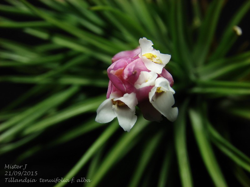 Tillandsia tenuifolia f. alba 21609673522_120b8b376b_c