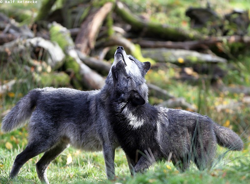 Eastern Wolf -  Parc Animalier de Sainte-Croix October 2015 09
