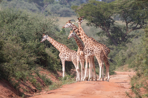 Rothschild Giraffe