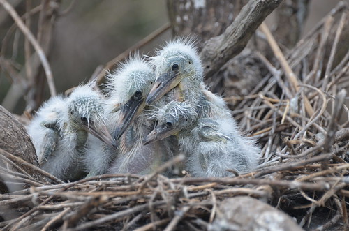 A group of chicks in a nest
