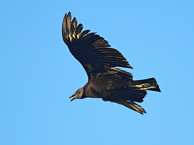 Black Vulture 20151231
