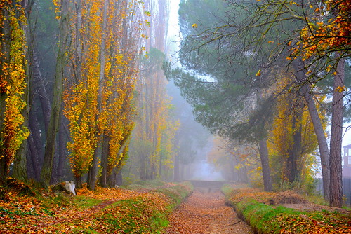 nikon valladolid otoño canales castillayleon nieblas valledelduero díasdefrio composiciónalairelibre