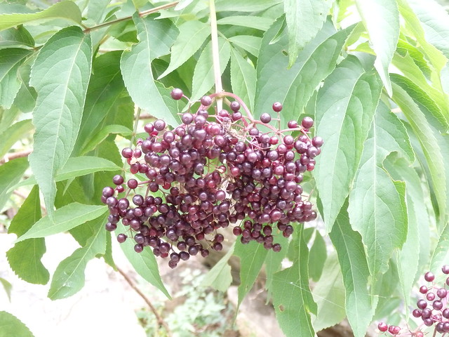 Sambucus canadensis (elderberry) Linville Gorge