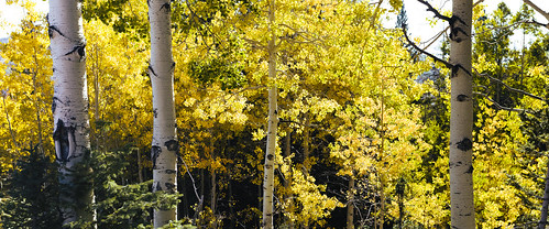 abstract tree fall texture rio forest landscape grande us colorado unitedstates outdoor united pass states aspen cumbres antonito