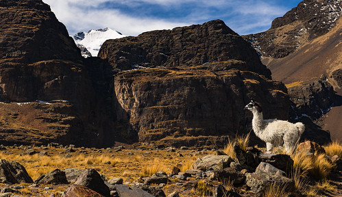 animals trek geotagged llama bolivia glacier cordillerareal