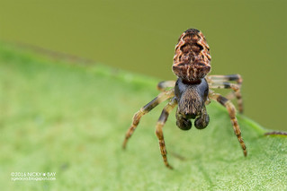 Orb weaver spider (Araneidae) - DSC_5035