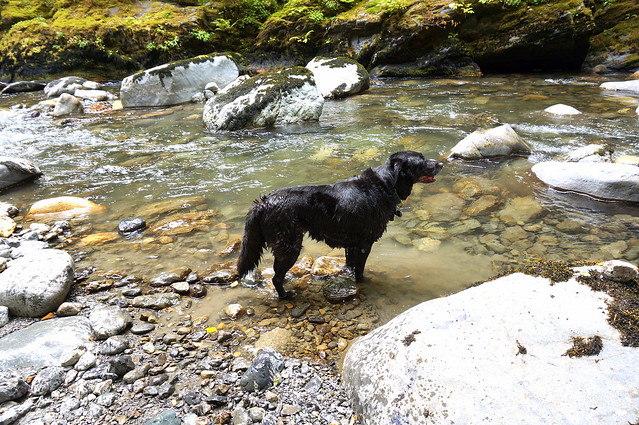 Maggie in the river