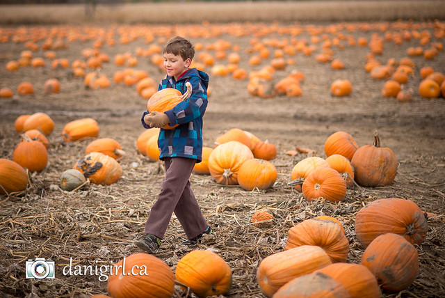 Pumpkin picking 2015-6