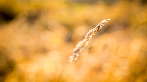 autumn sun grass yellow gold spider explorer herbst sunny gelb gras spinne sonne inexplorer sonnige snowblind6 snowblind6photo