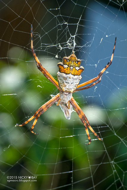 Silver cross spider (Argiope argentata) - DSC_1750
