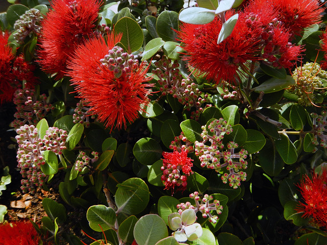 The striking red flowers of a bottle brush plant growing beside the seashore on the west coast of Galicia, Spain