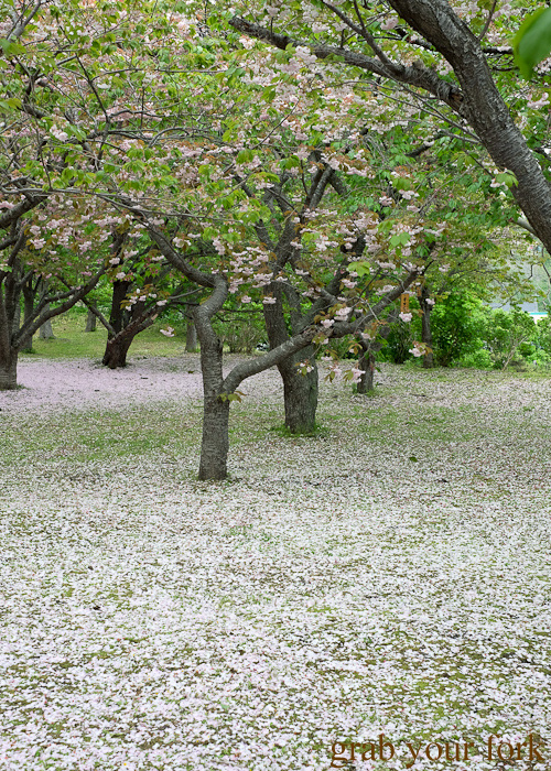 Sakura cherry blossom trees at Matsumae Castle in Hokkaido, Japan