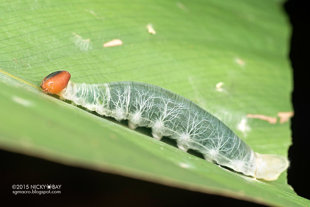 Caterpillar - DSC_1108