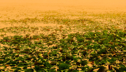 summer plants mist lake green nature water fog wisconsin sunrise river waterlily shoreline lilies shore vegetation shallows flowage