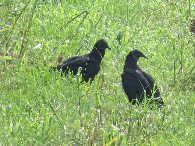 Black Vulture in Belknap, Johnson County, IL 02