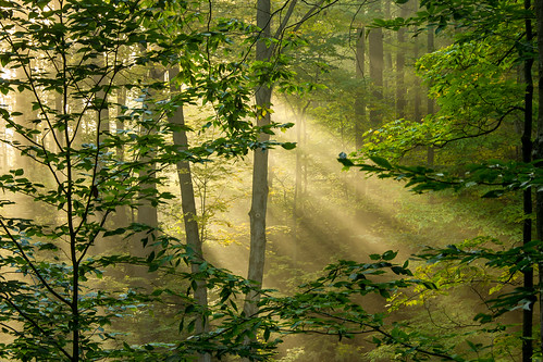 morning trees light green sunshine yellow forest sunrise october bright outdoor michigan ottawa jesus sigma beam serene rays beams jesusrays westmichigan 2015 beammeupscotty ottawacounty canon60d kevinpovenz ottawacountyparks grandravinesnorth
