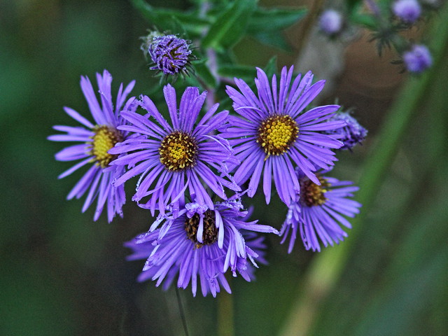 New England Aster 20150926