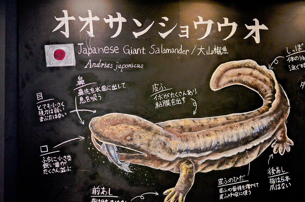 Japanese Giant Salamander, Kyoto Aquarium