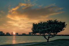 Sarasota Sunrise