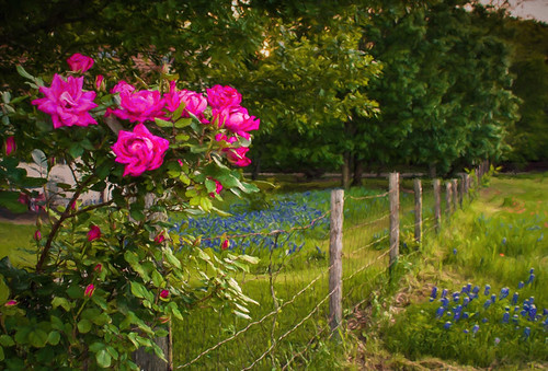 roses fence landscape spring texas tx wildflowers ennis bluebonnets topaz bluebonnettrails