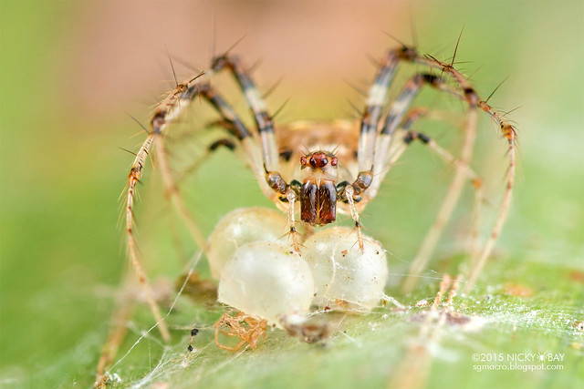 Pirate spider (Mimetidae) - DSC_8946