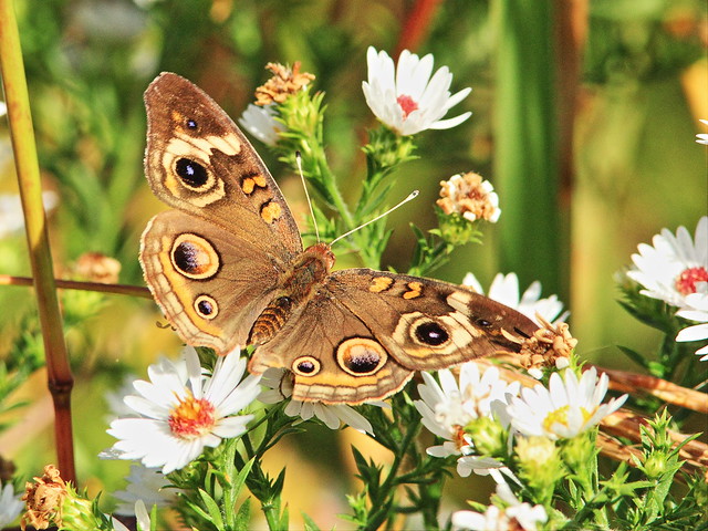 Common Buckeye butterfly 20150926