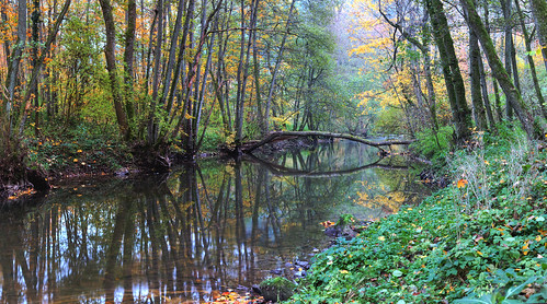 longexposure autumn color tree fall water creek forest germany deutschland wasser herbst bach bluehour baden wald spiegelung baum würm badenwürttemberg würmtal badliebenzell tiefenbronn