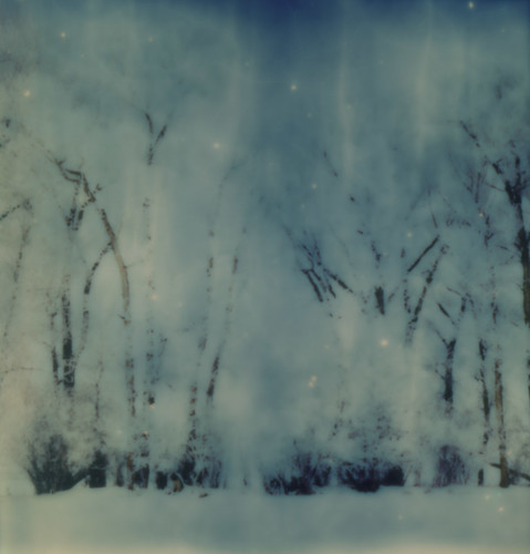 trees snow color film colorado instant gunnison stilldeveloping theimpossibleproject instantlab