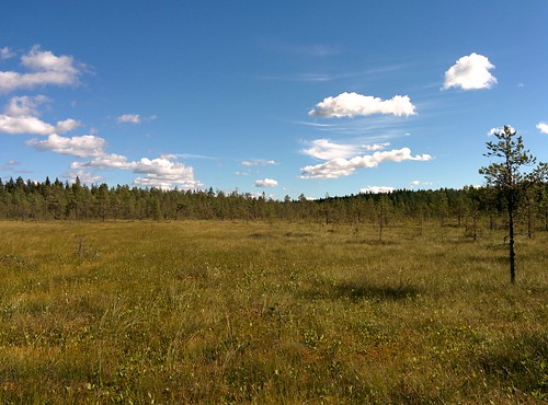 summer forest suomi finland oulu metsä kesä pilpasuo
