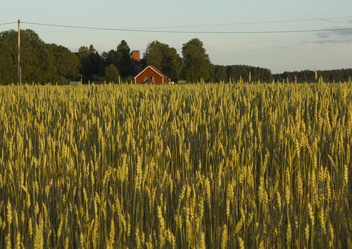 summer rural evening sweden farm wheat haninge stable stacked goldenhour wheatfield nödestavästergård