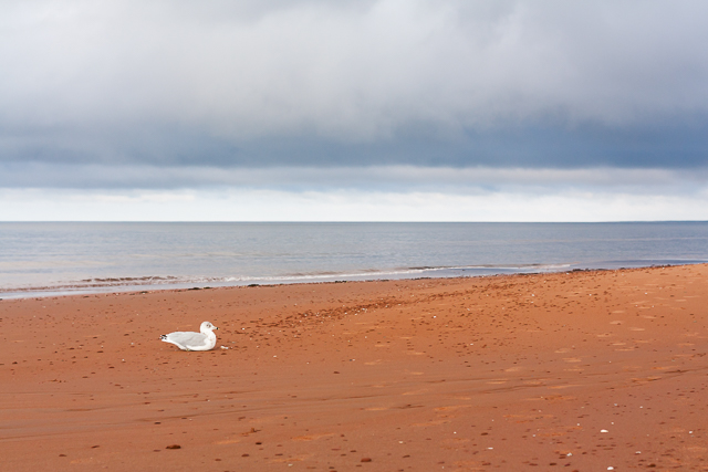 Seagull on the beach in PEI