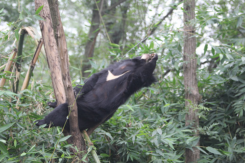 Wang Cai lies on his back on the branch at his enclosure 1