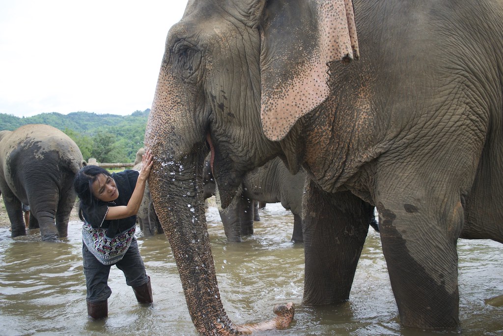 Lek giving them a scrub, Chiang Mai - South East Asia
