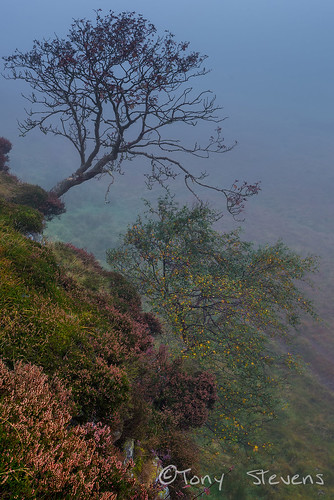 mist tree fog dawn heather northumberland romanwall hadrianswall