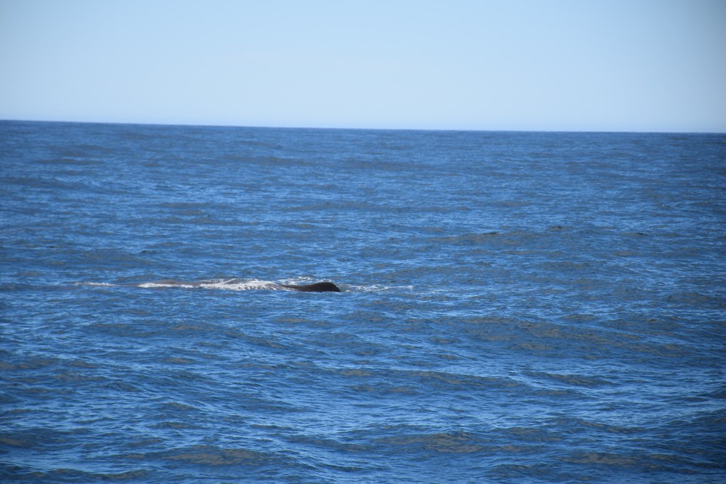 凱庫拉觀鯨-鯨魚開始浮現2 (1280x853)