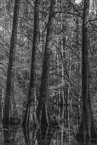 park morning trees blackandwhite bw monochrome jones us blackwhite texas unitedstates swamp cypress bog humble naturecenter jessejones jessehjones
